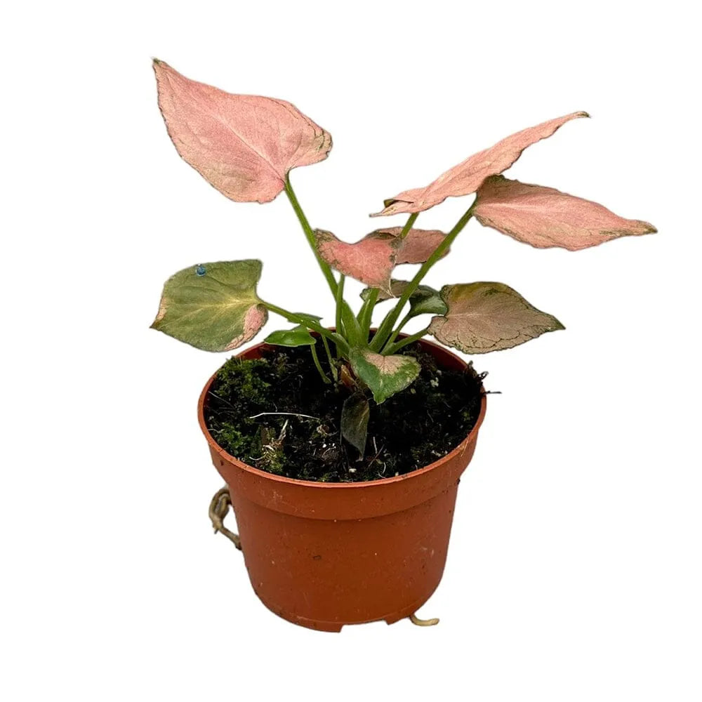 15 cm Syngonium Pink Perfection House Plant 10,5 cm Pot