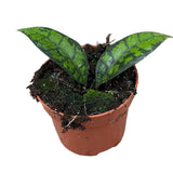 15cm Hoya Black Cat Callistophylla House Plant 10,5 cm Pot