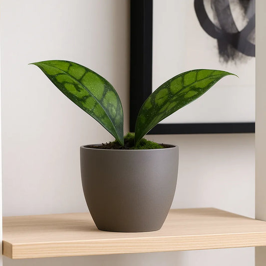 15cm Hoya Black Cat Callistophylla House Plant 10,5 cm Pot