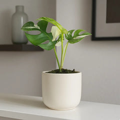 15cm Rhaphidophora Tetrasperma Variegata Plant 10,5 cm Pot