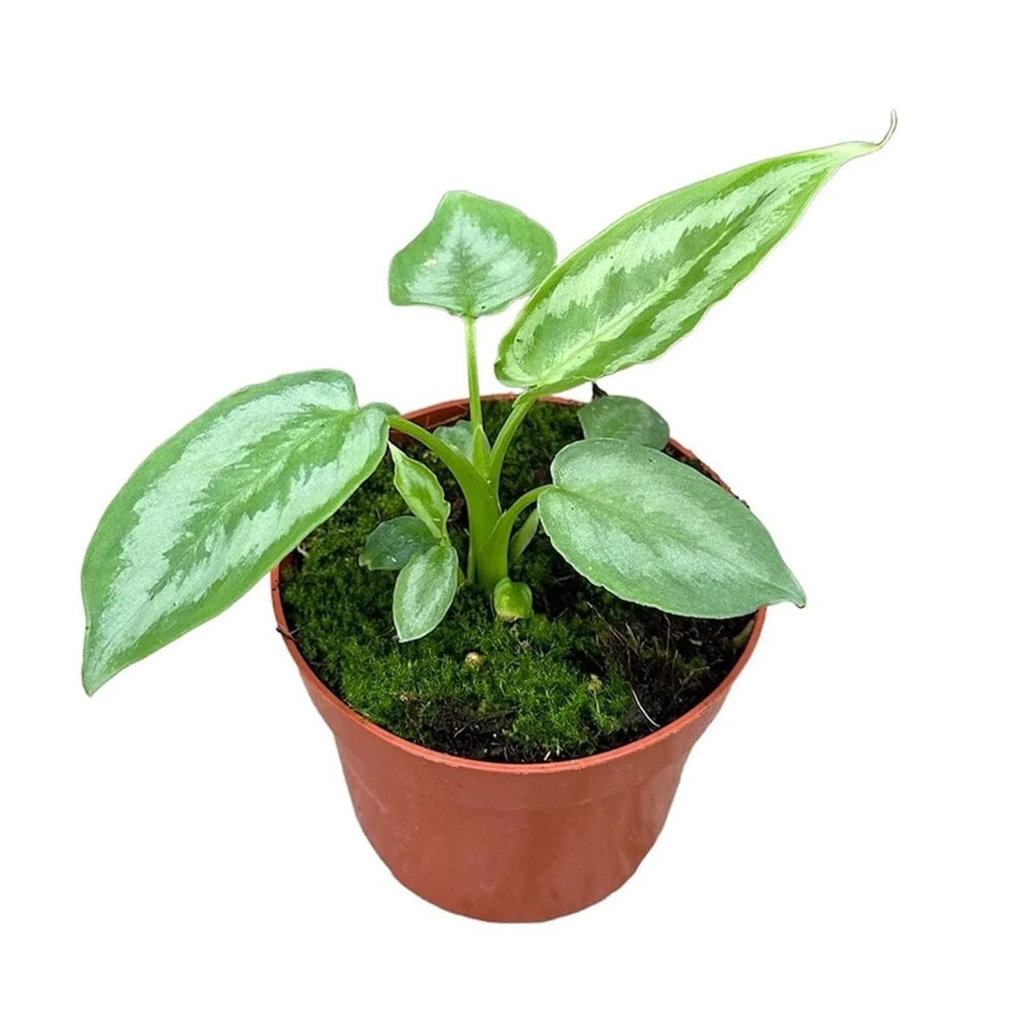 15cm Schismatoglottis Calyptrata House Plant 10,5 cm Pot