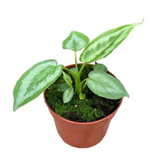 15cm Schismatoglottis Calyptrata House Plant 10,5 cm Pot