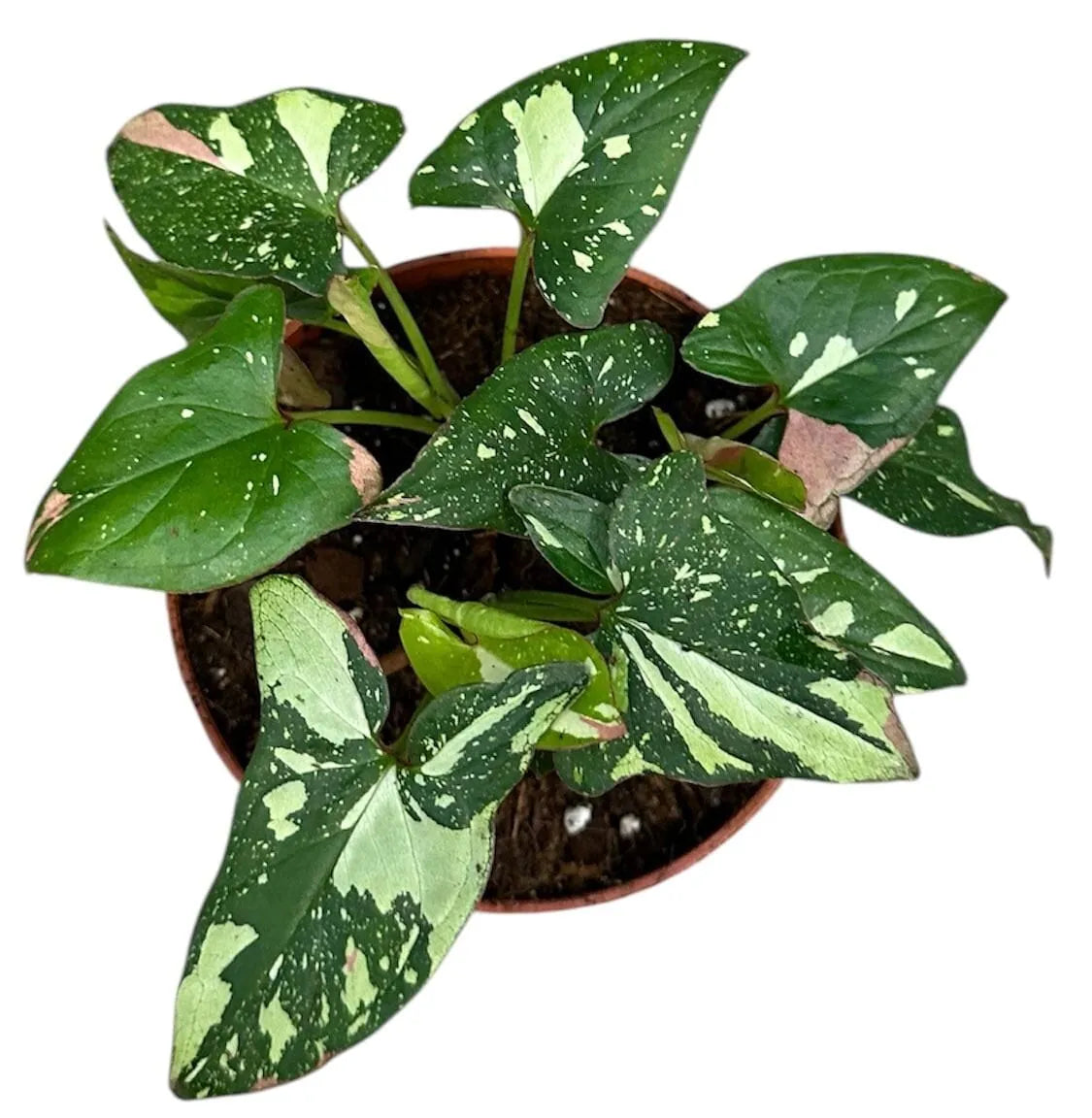 15cm Syngonium Red Spot Tricolor House Plant 10,5 cm Pot