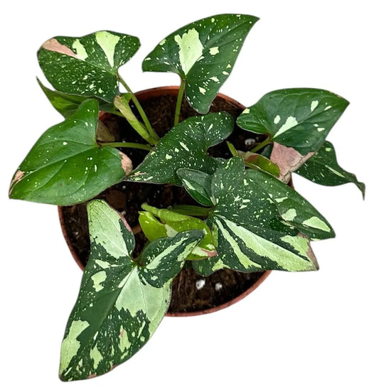 15cm Syngonium Red Spot Tricolor House Plant 10,5 cm Pot