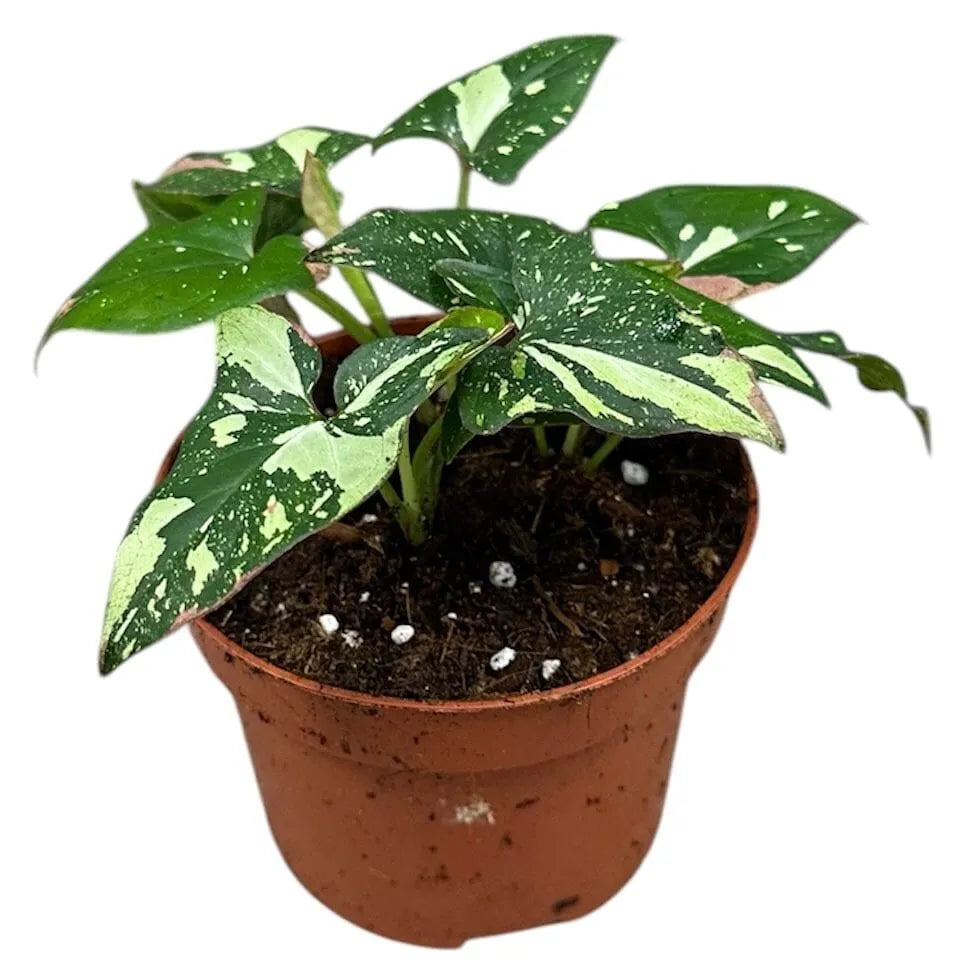 15cm Syngonium Red Spot Tricolor House Plant 10,5 cm Pot