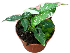 15cm Syngonium Red Spot Tricolor House Plant 10,5 cm Pot