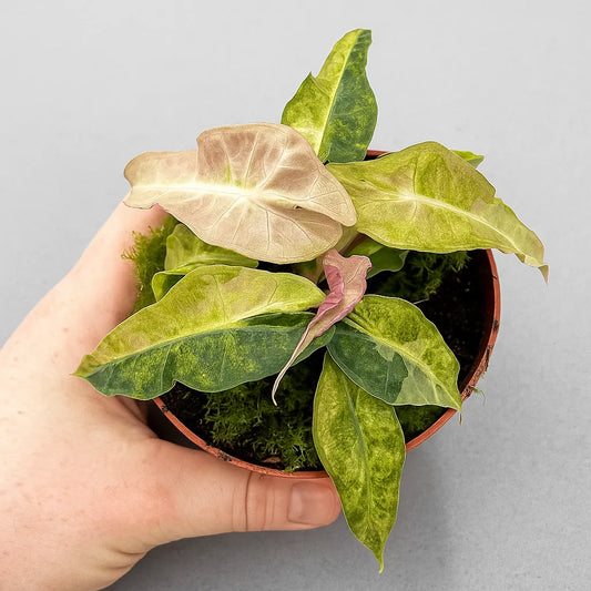 15cm Yellow Alocasia Polly Variegata House Plant 10,5 cm Pot