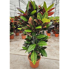 160 - 180cm XXL Codiaeum Variegatum Petra 40cm Pot House Plant