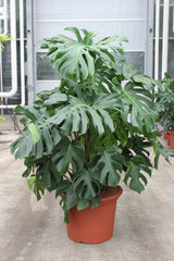 160 - 180cm XXL Monstera Deliciosa 55cm Pot House Plant