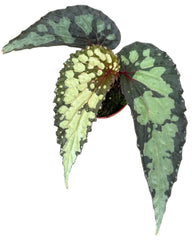 Begonia Lucifer 8cm Pot 15cm Height House Plant