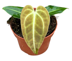 Anthurium Regale 10.5cm Pot 15cm Height House Plant