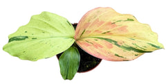 Kaempferia Pulchra Variegata House Plant 8cm Pot