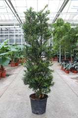 170 - 190cm XXL Podocarpus Macrophylla 40cm Pot House Plant