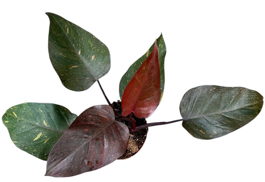 Orange Princess Philodendron 17cm Pot House Plant