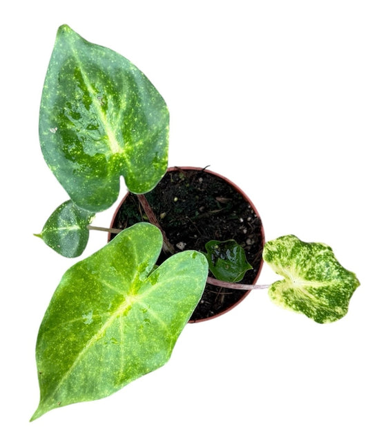 Alocasia New Guinea Gold House Plant 8cm Pot
