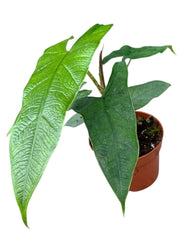 Alocasia Sulawesi Green Carpet 10.5cm Pot 15cm Height House Plant