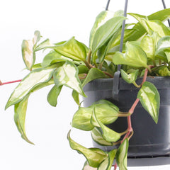 20 - 30cm Hoya Carnosa Tricolor in 14cm Hanging Pot