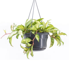 20 - 30cm Hoya Carnosa Tricolor in 14cm Hanging Pot