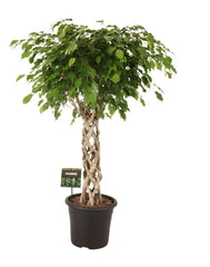 145 - 155cm Ficus Exotica Cylinder Plant Fig 32cm Pot House Plant