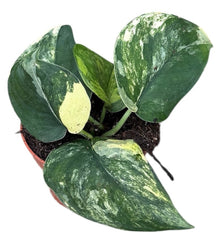 Scindapsus Jade Satin Aurea 10.5cm Pot House Plant