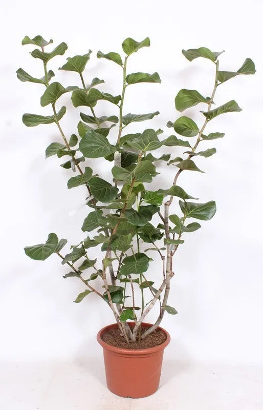 190 - 200cm XXL Coccoloba Uvifera 45cm Pot House Plant