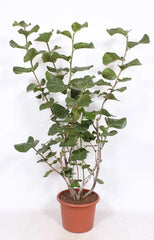 190 - 200cm XXL Coccoloba Uvifera 45cm Pot House Plant
