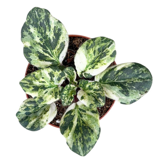 Saintpaulia Marble 8cm Pot House Plant