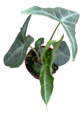 Alocasia Longiloba Silver Crown 8cm Pot 10cm Height House Plant