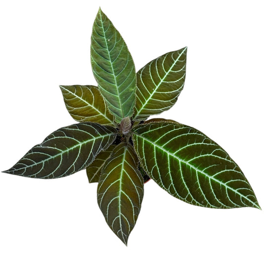 Labisia Gigantifolia 10.5cm Pot House Plant