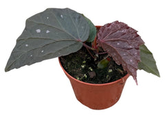 Begonia Black Bat 8cm Pot 15cm Height House Plant