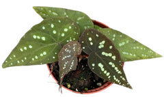 Begonia Pandora 8cm Pot 15cm Height House Plant