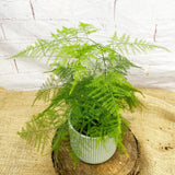 20 - 30cm Asparagus Setaceus Fern 12cm Pot House Plant House Plant