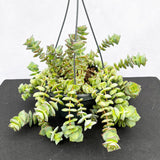 20 - 30cm Crassula Hottentot Succulent in Hanging 14cm Pot