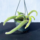 20 - 30cm Monkey Tail Cactus Hildewintera Colademononis in Hanging 14cm Pot House Plant
