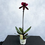 20 - 30cm Paphiopedilum Black Jack Orchid 9cm Pot House Plant House Plant