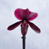 20 - 30cm Paphiopedilum Black Jack Orchid 9cm Pot House Plant House Plant
