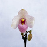 20 - 30cm Paphiopedilum Delanatii Pink Orchid 9cm Pot House Plant