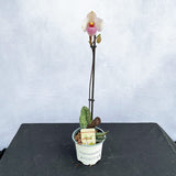 20 - 30cm Paphiopedilum Delanatii Pink Orchid 9cm Pot House Plant House Plant