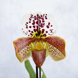 20 - 30cm Paphiopedilum Hybrid 2 Orchid 12cm Pot House Plant