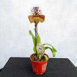 20 - 30cm Paphiopedilum Hybrid 2 Orchid 12cm Pot House Plant House Plant