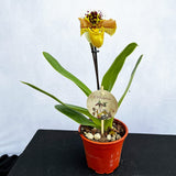 20 - 30cm Paphiopedilum Hybrid 2 Orchid 12cm Pot House Plant House Plant