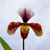 20 - 30cm Paphiopedilum Hybrid Orchid 12cm Pot House Plant