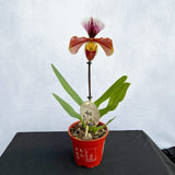 20 - 30cm Paphiopedilum Hybrid Orchid 12cm Pot House Plant House Plant