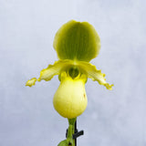 20 - 30cm Paphiopedilum Lime Orchid 9cm Pot House Plant
