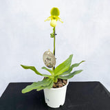 20 - 30cm Paphiopedilum Lime Orchid 9cm Pot House Plant House Plant