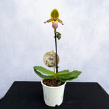 20 - 30cm Paphiopedilum Pinocchio Hybrid Orchid 12cm Pot House Plant House Plant