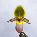 20 - 30cm Paphiopedilum Pinocchio Hybrid Orchid 12cm Pot House Plant