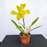 20 - 30cm Paphiopedilum Yellow Hybrid Orchid 12cm Pot House Plant House Plant
