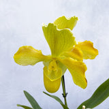 20 - 30cm Paphiopedilum Yellow Hybrid Orchid 12cm Pot House Plant