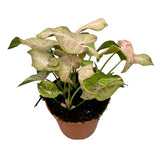 20 cm Syngonium Pink Spot House Plant 14 cm Pot House Plant